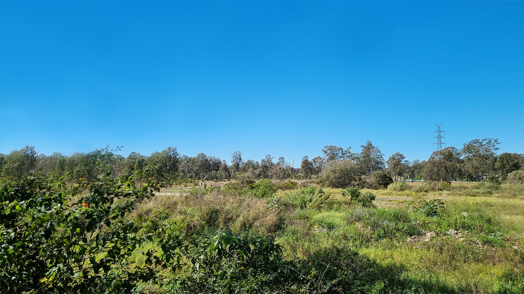 Wide shot of a horizontal bushy Australian landscape on a bright blue sky day.