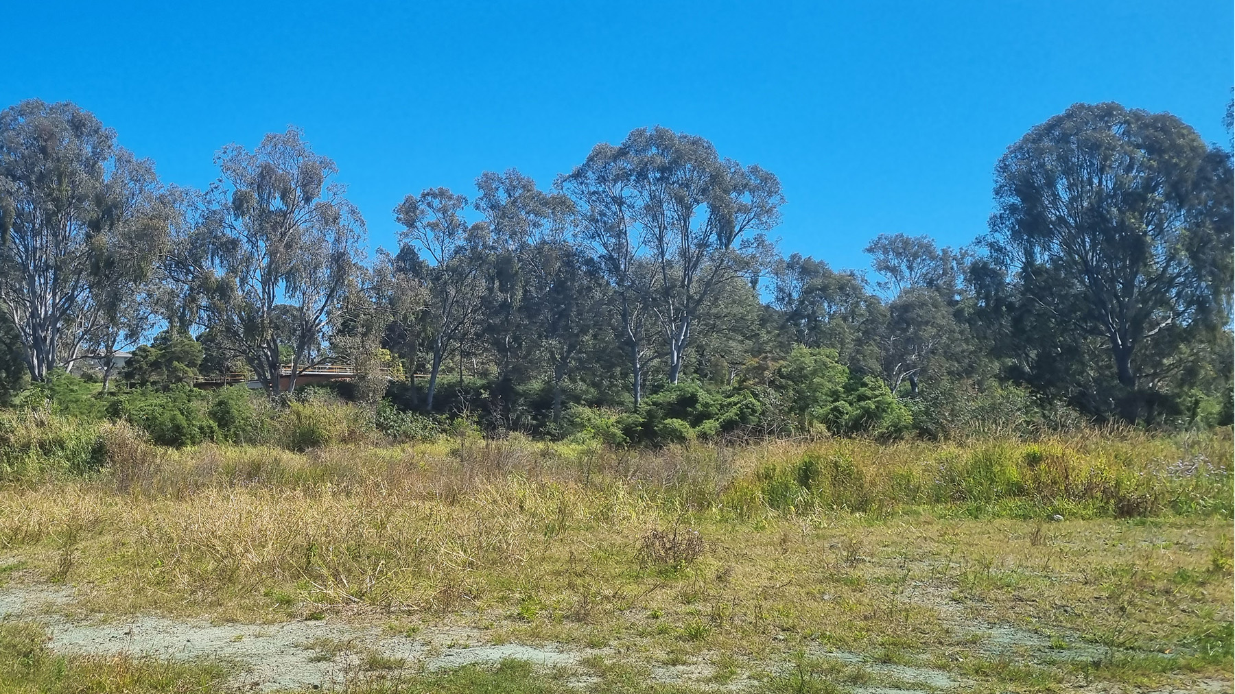 Image of bushy landscape with a grassy plain in the foreground and large gum trees in the background.