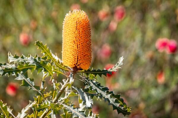 a native plant