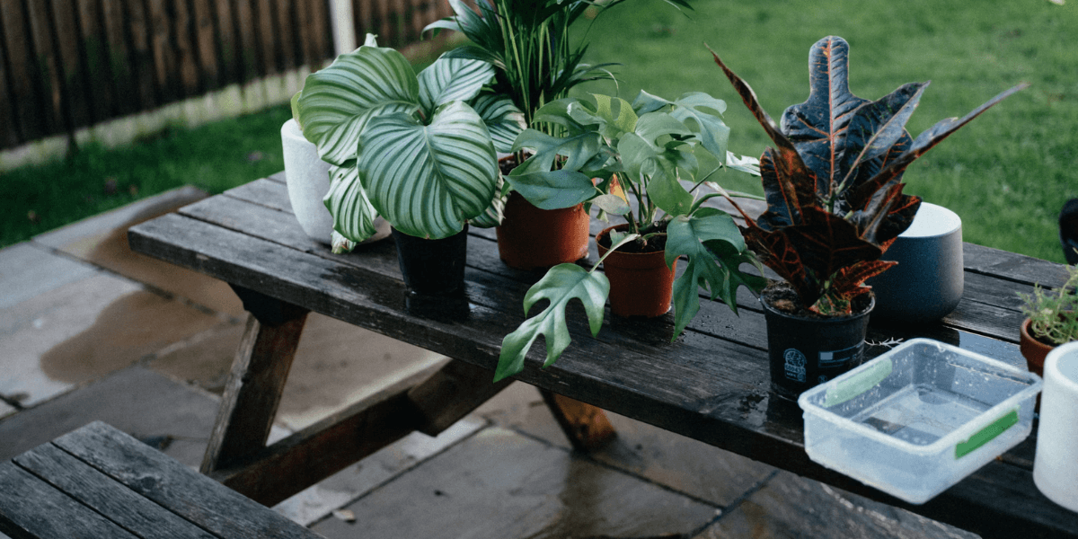 Plants on table in rain