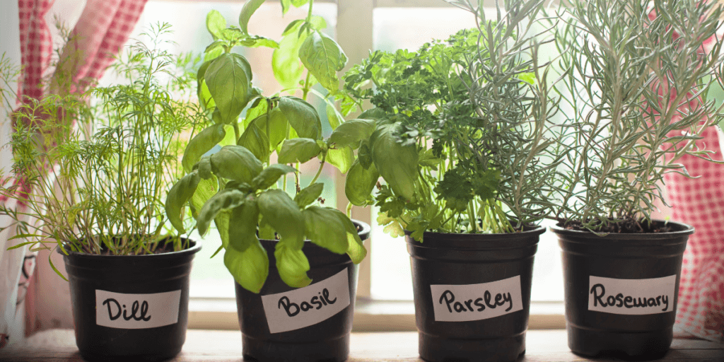 Herbs on a windowsill